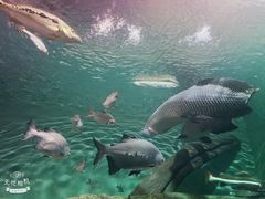 -上海海洋水族馆