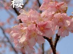 -顾村公园