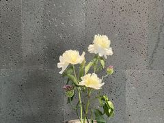 -帝京日语(春熙路旗舰校区)