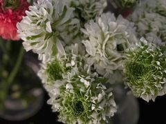 -自由生长植物工作室(深港花卉中心店)