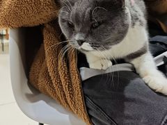 -藏猫猫咖啡主题馆(中央大道店)