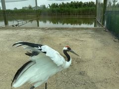 -盐城丹顶鹤湿地生态旅游区