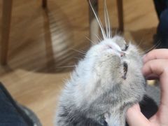 -滚猫咖啡·猫咖·猫友好撸猫(未来城店)