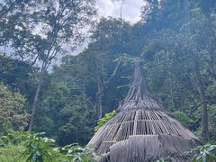 -西双版纳原始森林公园