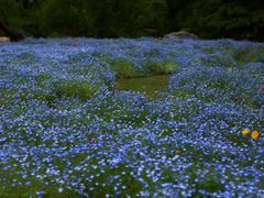 -上海滨江森林公园