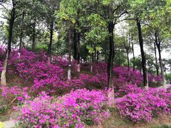 -玉树公园