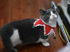 -东方名猫馆·英短金渐层布偶猫舍(环线广场1号楼店)