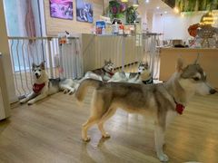 -Husky Go! 哈士奇体验馆·宠物咖啡厅狗咖