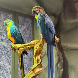 -Zoolung Zoolung动物主题公园(海信广场店)