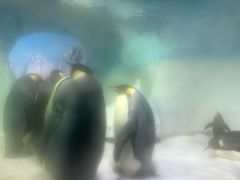 -海合安成都极地海洋公园