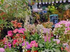 -桂林市花鸟市场