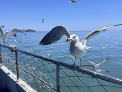 -海驴岛(荣成市)