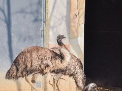 -沈阳森林动物园