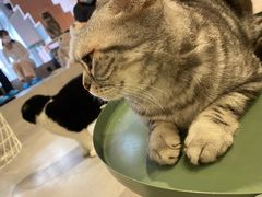 -猫儿山۰猫主题餐厅