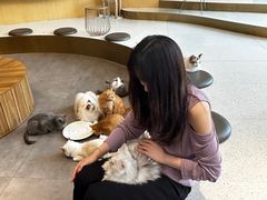 -飞行喵MR PILOT|猫舍·猫咖(静安大融城店)
