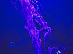 -青岛海底世界-水族馆