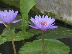 -国家植物园南园