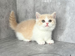 -小猫来了·猫舍(红山六九七九店)