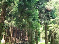 -武陵山森林公园