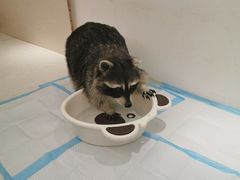 -浣熊柯尔鸭土拨鼠·电玩咖