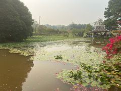 -中国科学院西双版纳热带植物园