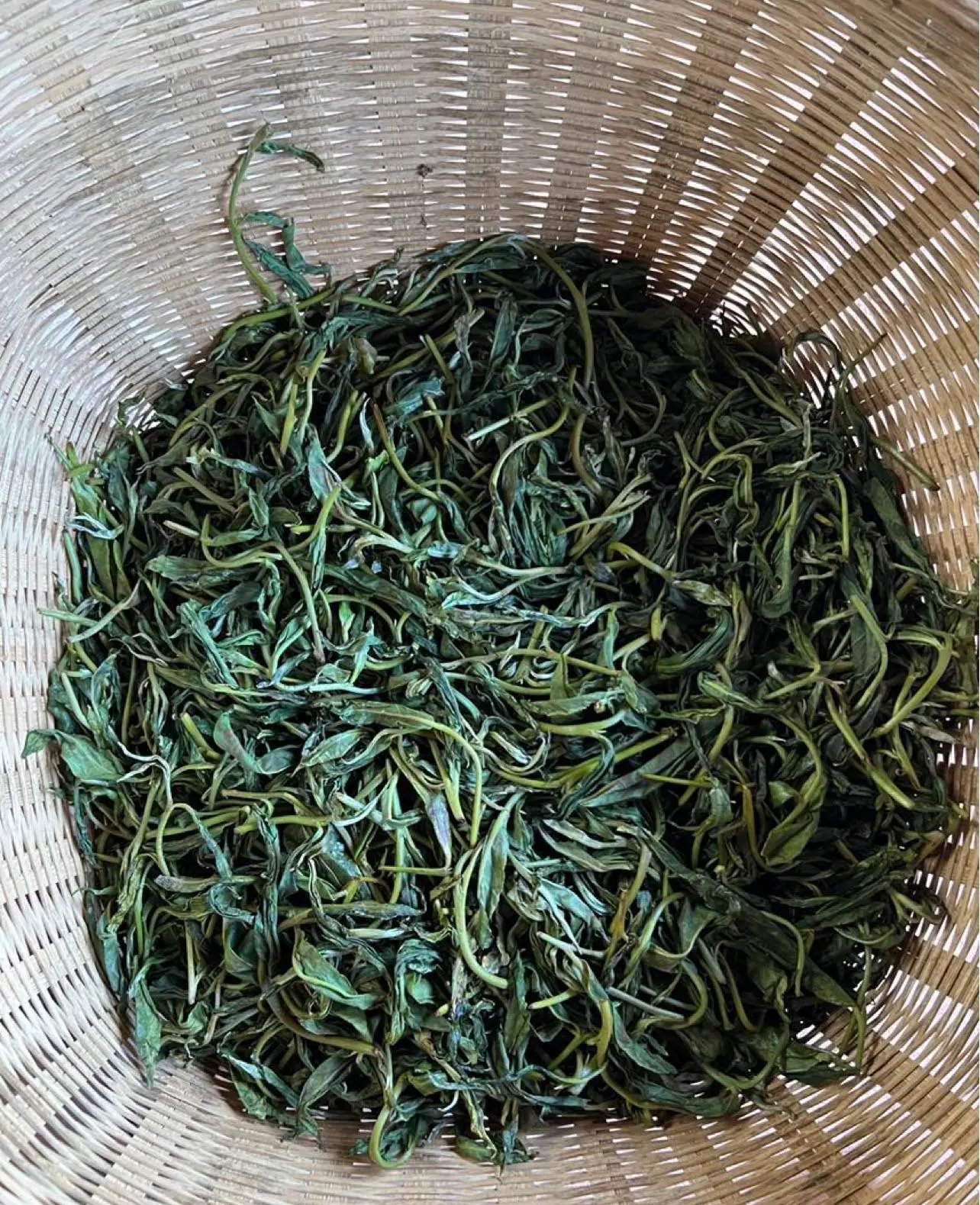 野生绿茶的简介图片