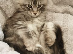 -十年猫舍·猫咪专门店(普陀店)