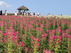-径山花海
