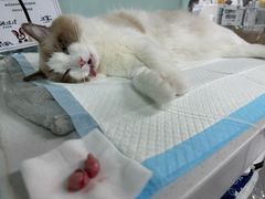 -达爱动物医院·犬猫分区·CT·复杂眼科(远洋山水分院)