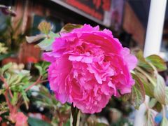 -溪岸路花鸟市场