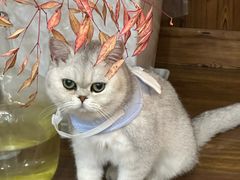 -关爱宠物医院·猫科中心·消化科(滨湖万达分院)