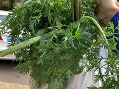 -呀路古热带植物园