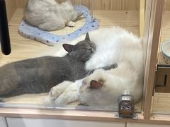 -屋虎猫馆(宝安大仟里店)