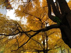 -四川大学(华西校区)