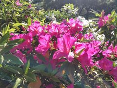 -南山植物园