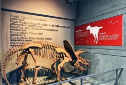 -恐龙探索乐园(磁器口店)