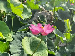 -莲花池公园