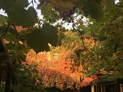 -春晖园度假酒店温泉