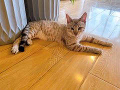 -Cappucimeow猫咪咖啡馆(韦伯时代店)
