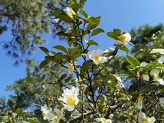 -南京市无想山景区