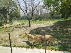 -上海野生动物园