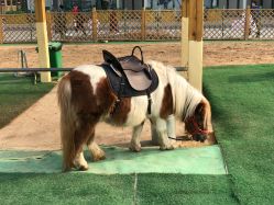 -萌宠亲子动物乐园(槐房万达店)