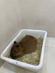 -Moni星球萌宠·小马宝莉·灵蛇·高端高阶全萌宠互动体验俱乐部(红豆国际广场店)