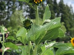 -前小桔亲子创意农场·草莓采摘·露营烧烤