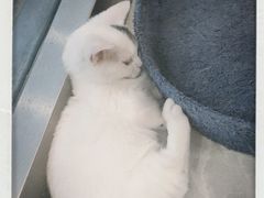 -猫力发电所·宠物专门店