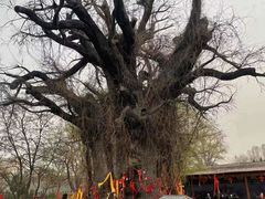 -大槐树寻根祭祖园