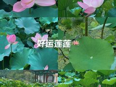 -莲湖公园