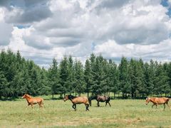 -塞罕坝国家级自然保护区