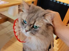 -豆逗聊愈猫阁Easy Life
