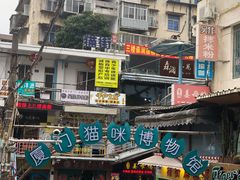 -猫咪博物馆(顶澳仔猫街店)